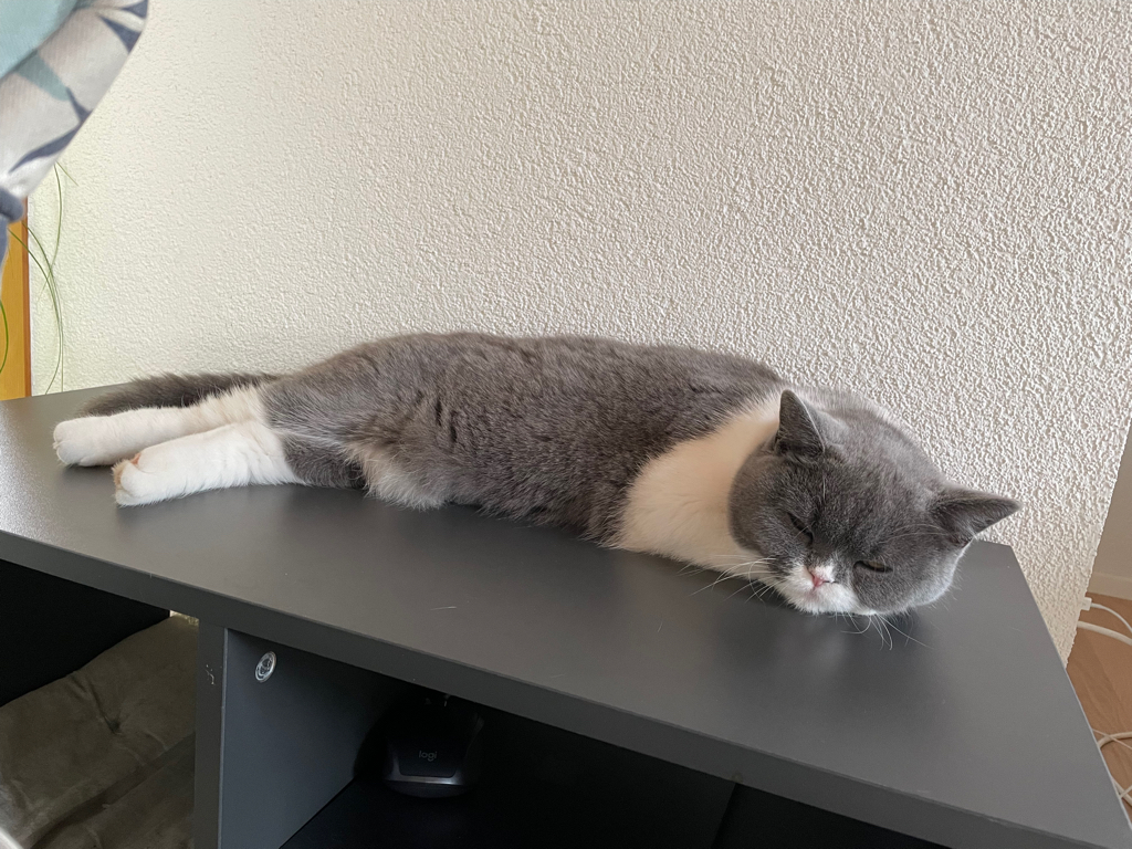 A close up of my parents cat Spacy sleeping on top of a locker.Spacy is mainly grey with some white parts.
