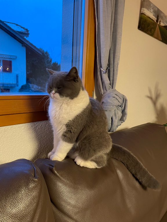 A picture of Spacy, my parents cat, next to a window. She is not looking out of the window just sitting next to it (in an upright position). Spacy is a grey white short haired cat.