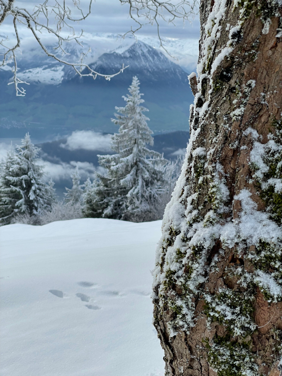 A close up off frost covered moss on a tree. The tree trunk with the moss in on the right hand side in the foreground. On the left side there is a tree in the distance and then still further away is a mountain top. Everything is covered in snow.