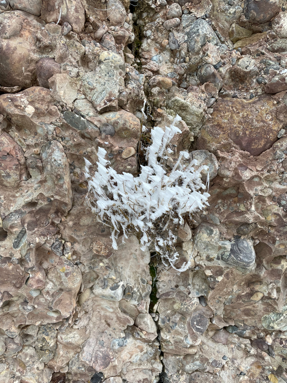Close-up photo of a plant covered with hoarfrost growing out of a vertical crack in stone wall.