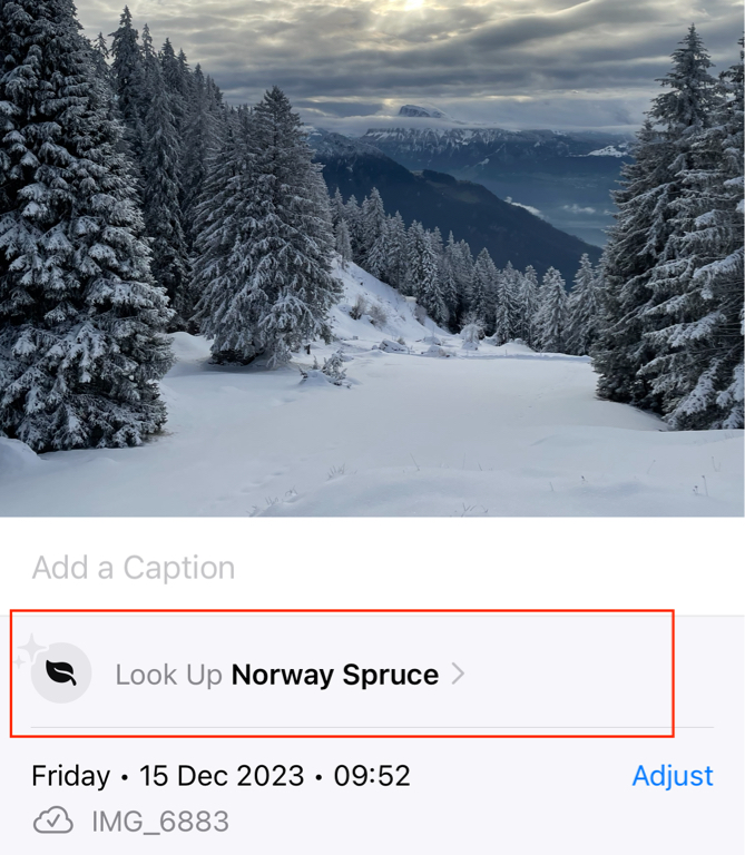 A screenshot of a winter photo with trees on it. On the bottom half is part of the information dialog UI from the Apple Photos app (from the iPhone). The area below the caption field shows the name of the detected trees in the image, it reads: “Norway Spruce”. I’ve added a red border around to highlight this part of the screenshot. 