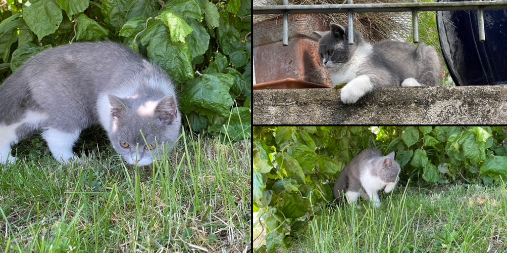 A collage of three images from Spacy our small kitten. Sniffing around in the grass.