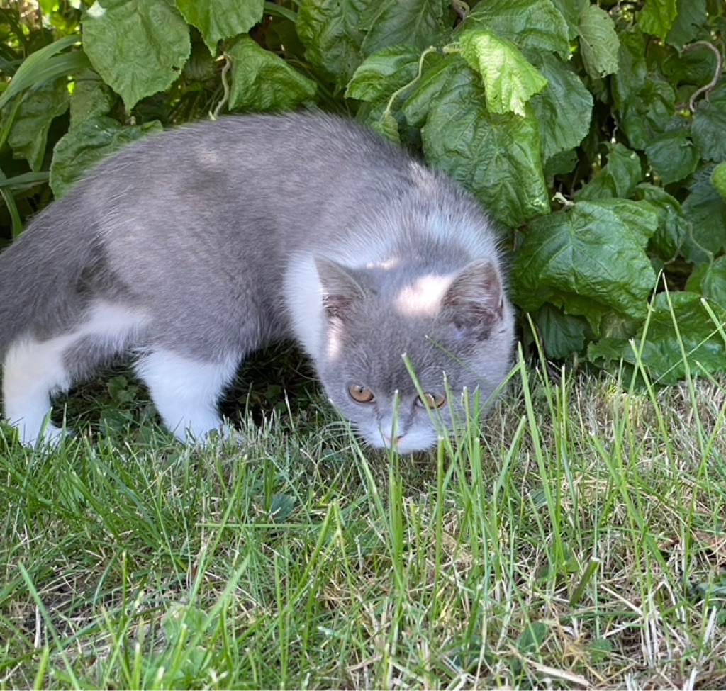 Spacy in front of a shrub. Sniffing the short cut grass.