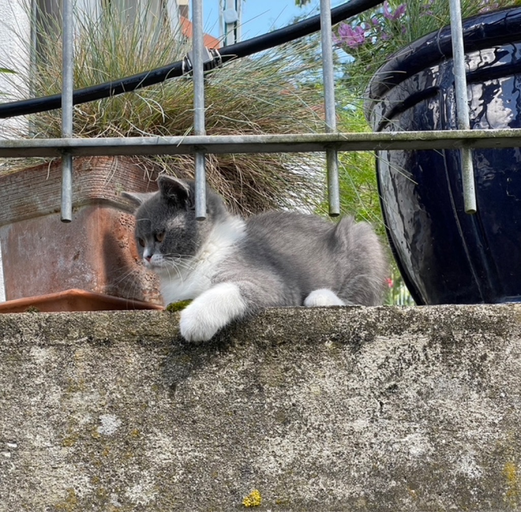 Spacy sitting on the edge off the balcony and looking down to us. One paw is hanging over the edge.
