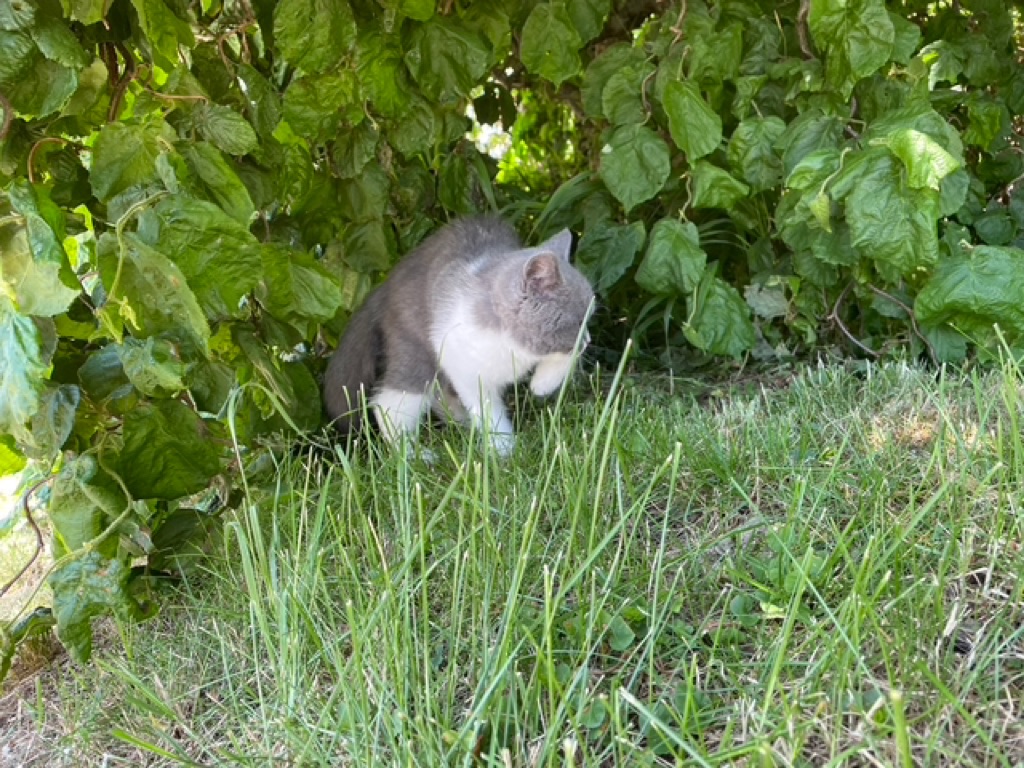 Spacy in front of the shrub again, looking to the left and holding one paw into the air.