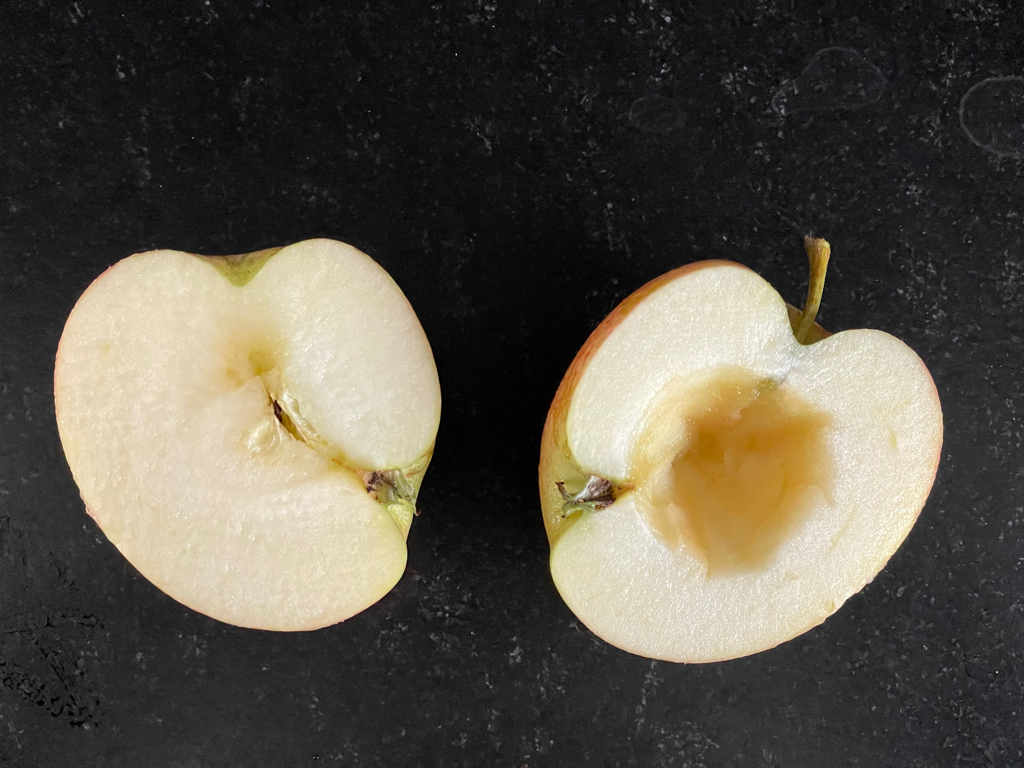 An apple cut in half on a black background. The apple has grown crooked, and the calyx (the bottom part) is not 180 degrees from the top part. The part of the apple on the left side of the picture is oriented to the right. And on the other piece, it is oriented to the left. Also, the core is removed on the right apple piece.