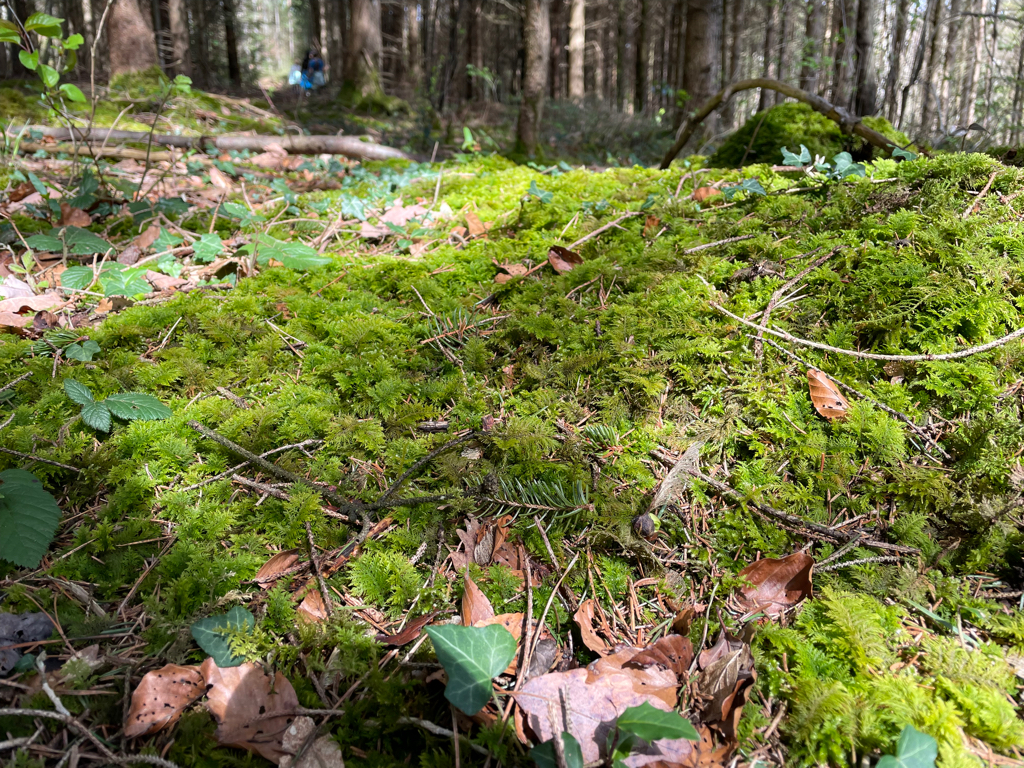 A close-up picture of moss on the forest floor. The sun is highlighting the moss an creating an interesting play with light an shadows. In the background there are some forest trees visible.