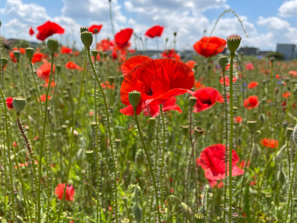 Close up of a field filled with red poppy flowers, between other plants.