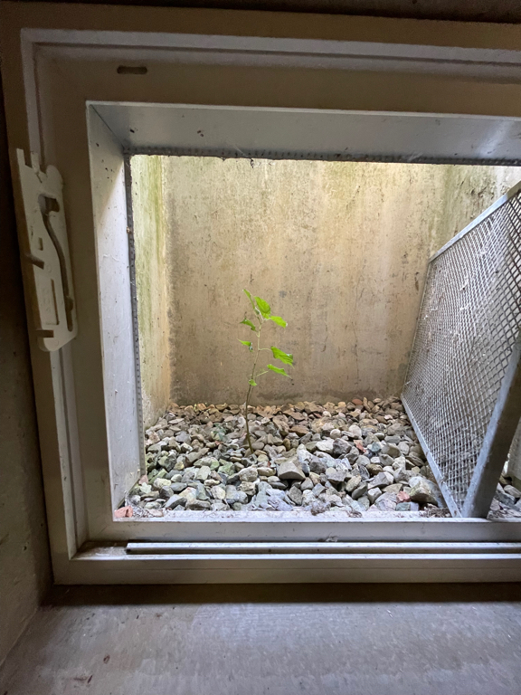 A small tree growing in a light well. The ground is covered in stones. The tree is framed by the window. The window is only partially visible and cut off on the right side by the image border. There is the also the metal grate which covers the window usually on the right wall of the light well.