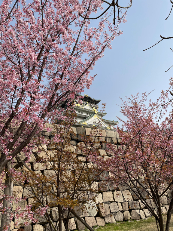A historic castle with an ornate roof is partially visible behind a stone wall, surrounded by blooming cherry blossom trees. The sky is clear and bright, creating a picturesque, serene scene.