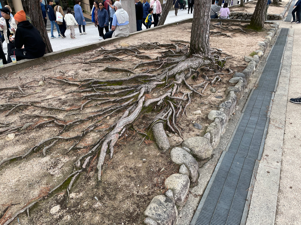 The image shows a tree with extensive exposed roots spread across a dirt area, surrounded by a border of large stones. The roots extend in various directions, creating an intricate pattern on the ground. There are people walking and standing on a paved path nearby, and a drainage grate runs alongside the stones.