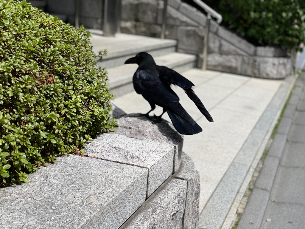 A black crow stands on a stone ledge next to a small green bush