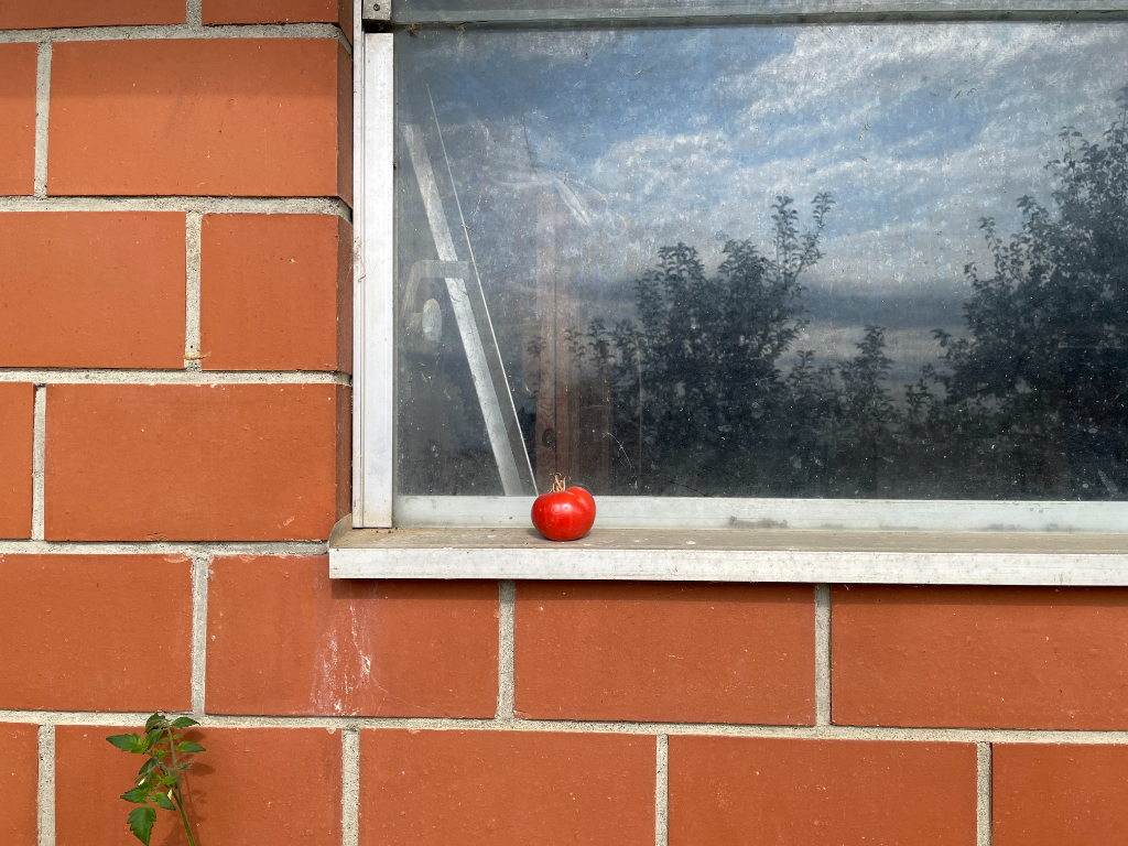 A small red tomato is placed on the window ledge of a building with a brick exterior. The window has a slightly cloudy glass that reflects silhouettes of tree tops and the cloudy sky. A plant with green leaves grows near the bottom left corner of the image, climbing up the brick wall.