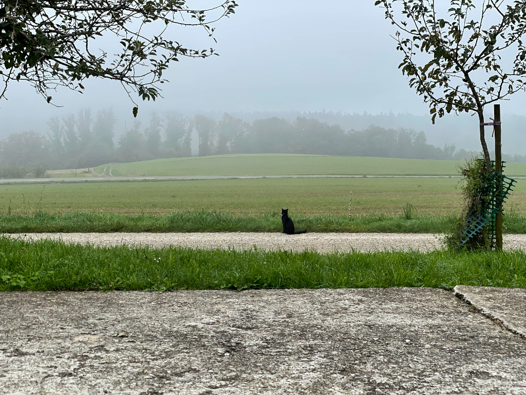 A black cat sits on a narrow path in a lush green landscape. The foreground shows grass and a concrete area, while the background features rolling hills shrouded in mist. Leafy branches frame the scene from above, adding to the tranquil atmosphere.