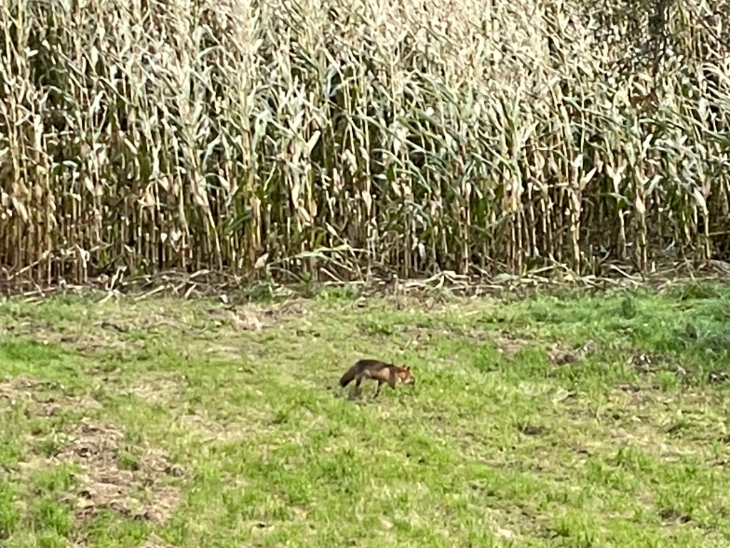 A fox is walking through a grassy field near a tall cornfield. The corn plants form a dense backdrop, suggesting a rural or farmland setting. The sky is not visible in the image, focusing on the landscape and the fox.