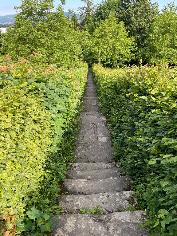A stone path flanked by lush green hedges, leading into a dense area of trees. The path is straight, with steps gradually ascending into the distance. The surrounding vegetation is vibrant and dense, under a clear sky.