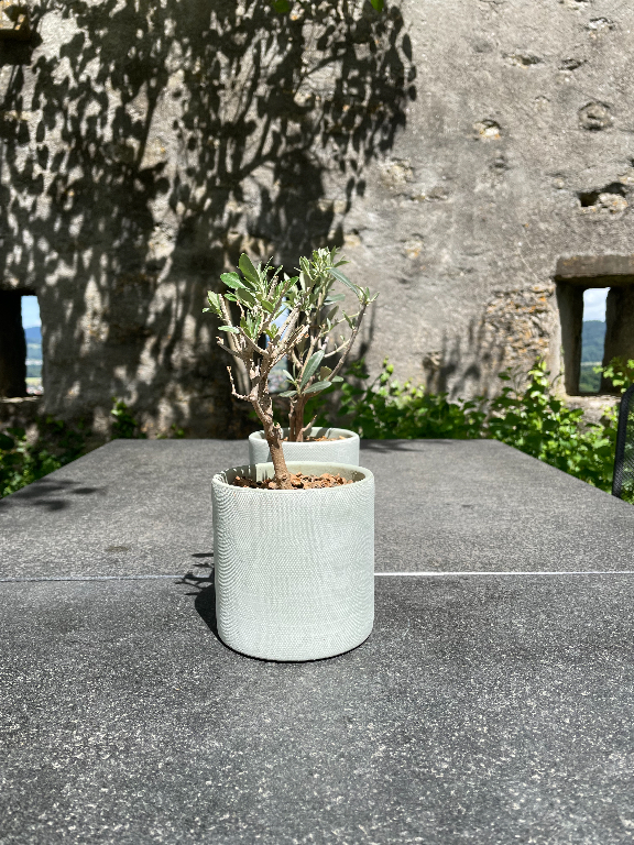 A small plant in a round, light-colored pot is placed on a dark stone table outdoors. The table is situated next to an old stone wall with small rectangular windows. Tree shadows are cast on the wall, and greenery is visible in the background under a sunny sky.