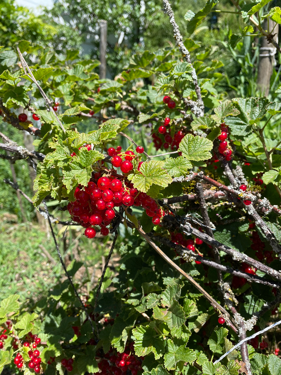 A cluster of bright red berries hangs from a bush with textured green leaves and intertwined branches. The plant is in a natural outdoor setting with a blurred background of greenery and sunlight filtering through the leaves.