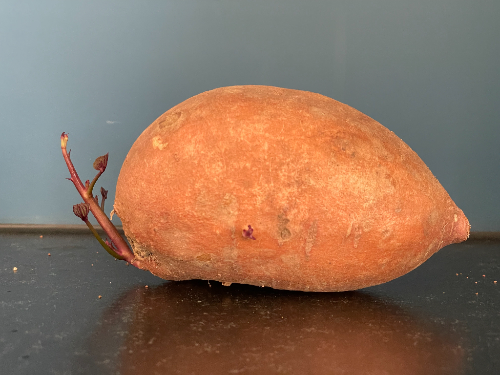 A sweet potato with small sprouts emerging from its surface, placed on a dark surface with a plain blue background.