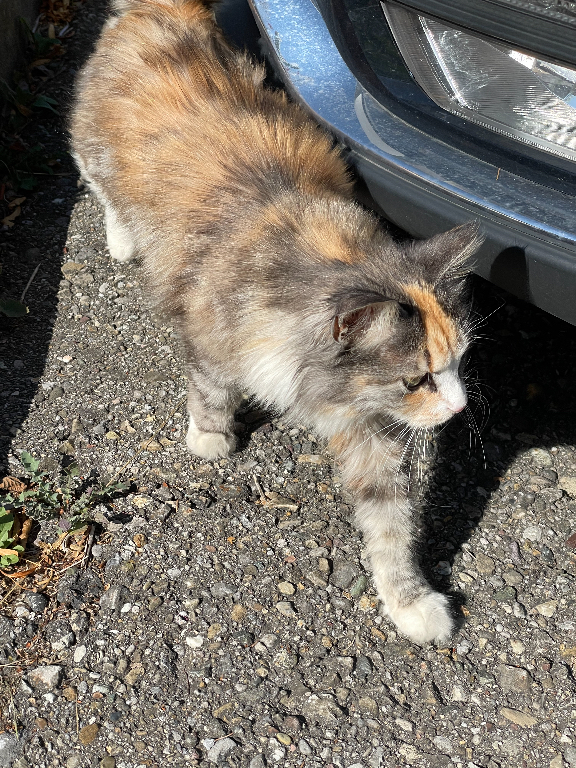 A fluffy, multicolored cat walks on a rough gravel surface in bright sunlight. The cat is next to a blue car with part of the front bumper and headlight visible. Shadows and some green plants are on the ground.