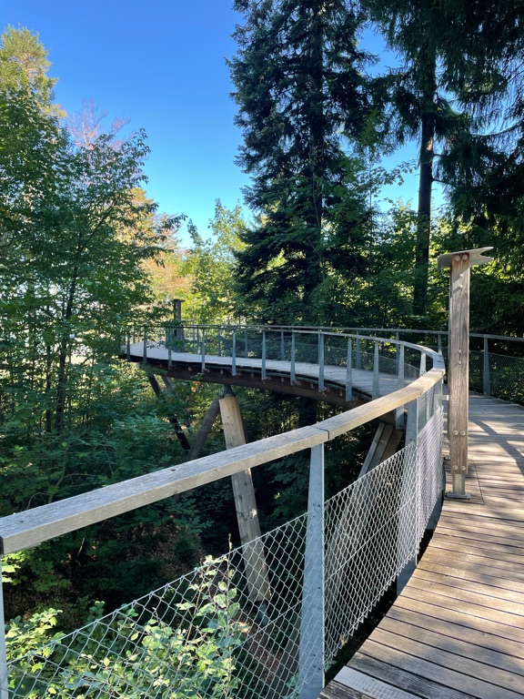 A wooden boardwalk with wire mesh railings curves through a forested area. Tall trees surround the path, and sunlight filters through the leaves, casting dappled shadows on the walkway. The sky is clear and blue, adding to the serene atmosphere.