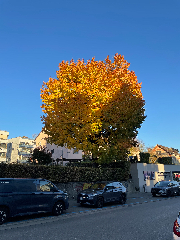 A large tree with vibrant fall foliage, displaying shades of yellow and orange, stands prominently against a clear blue sky. Below the tree, there are several parked cars along the street. Buildings and hedges are visible in the background, emphasizing a suburban setting.
